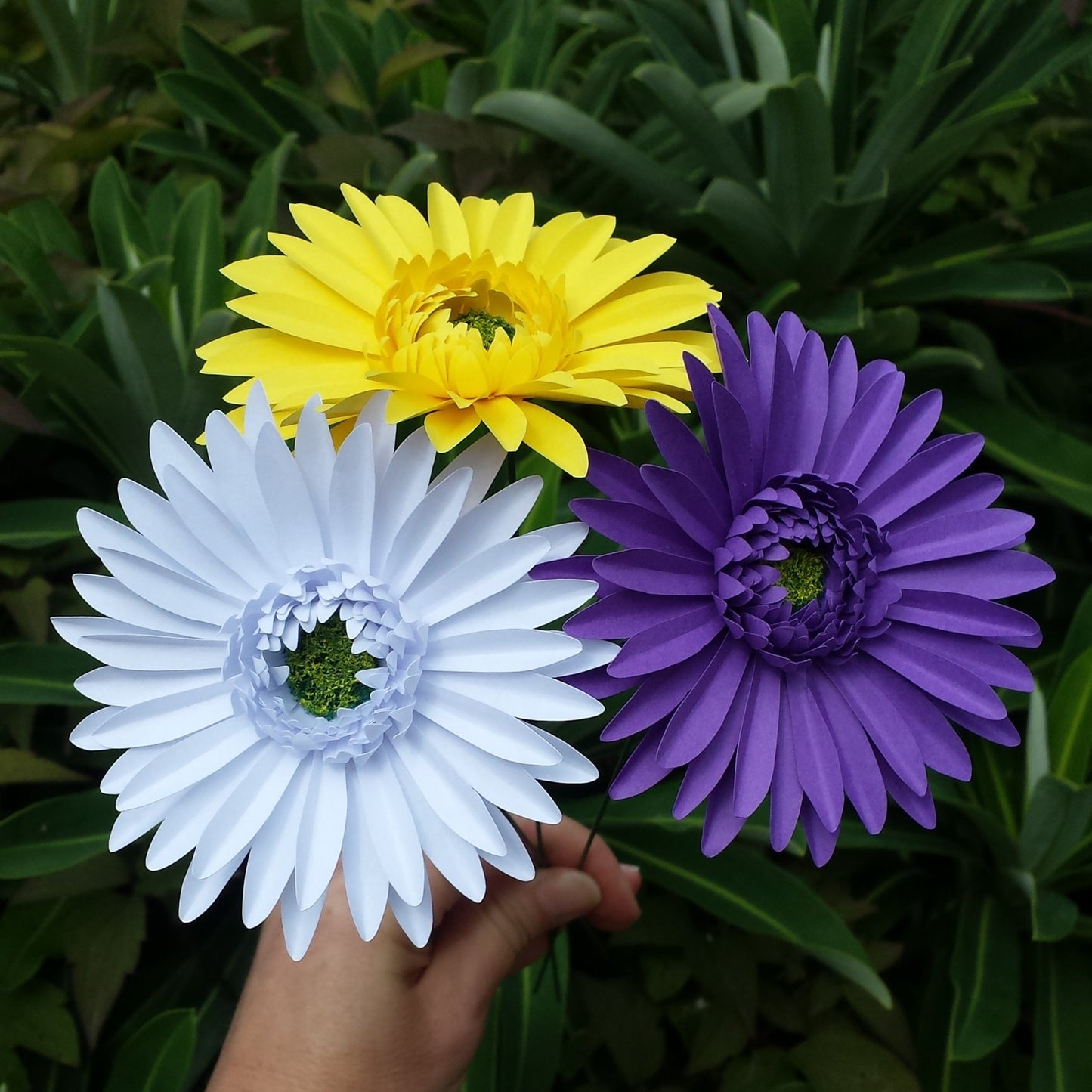 Yellow, white & purple gerbera