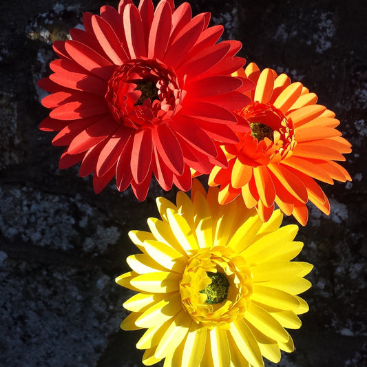 Red, orange & yellow gerberas