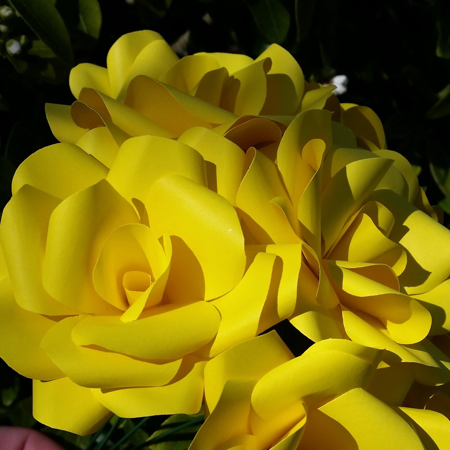 Yellow Paper Roses