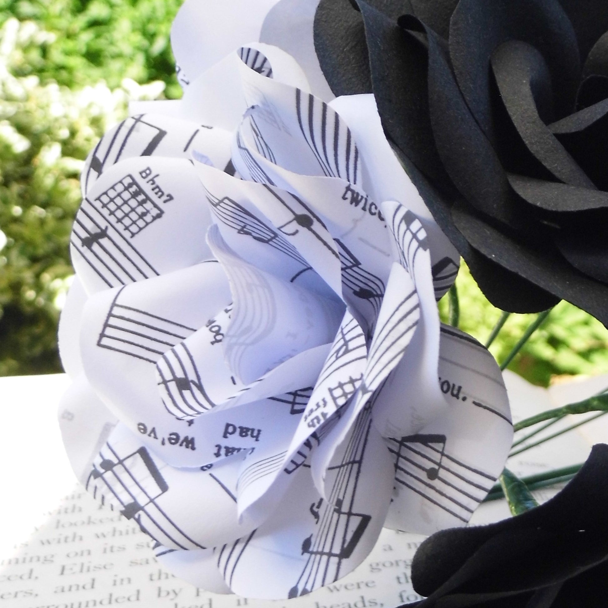 Music & Black Paper Roses