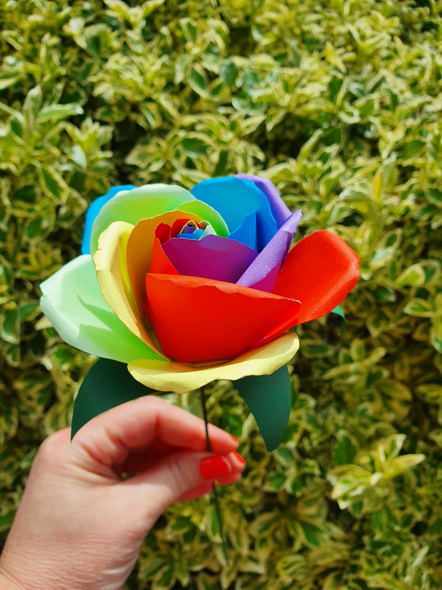 Rainbow Paper Rose