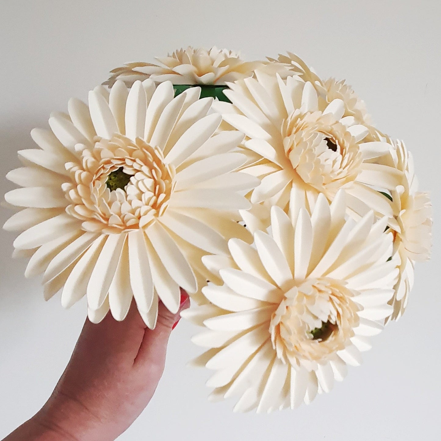 Cream Paper Gerbera Daisies