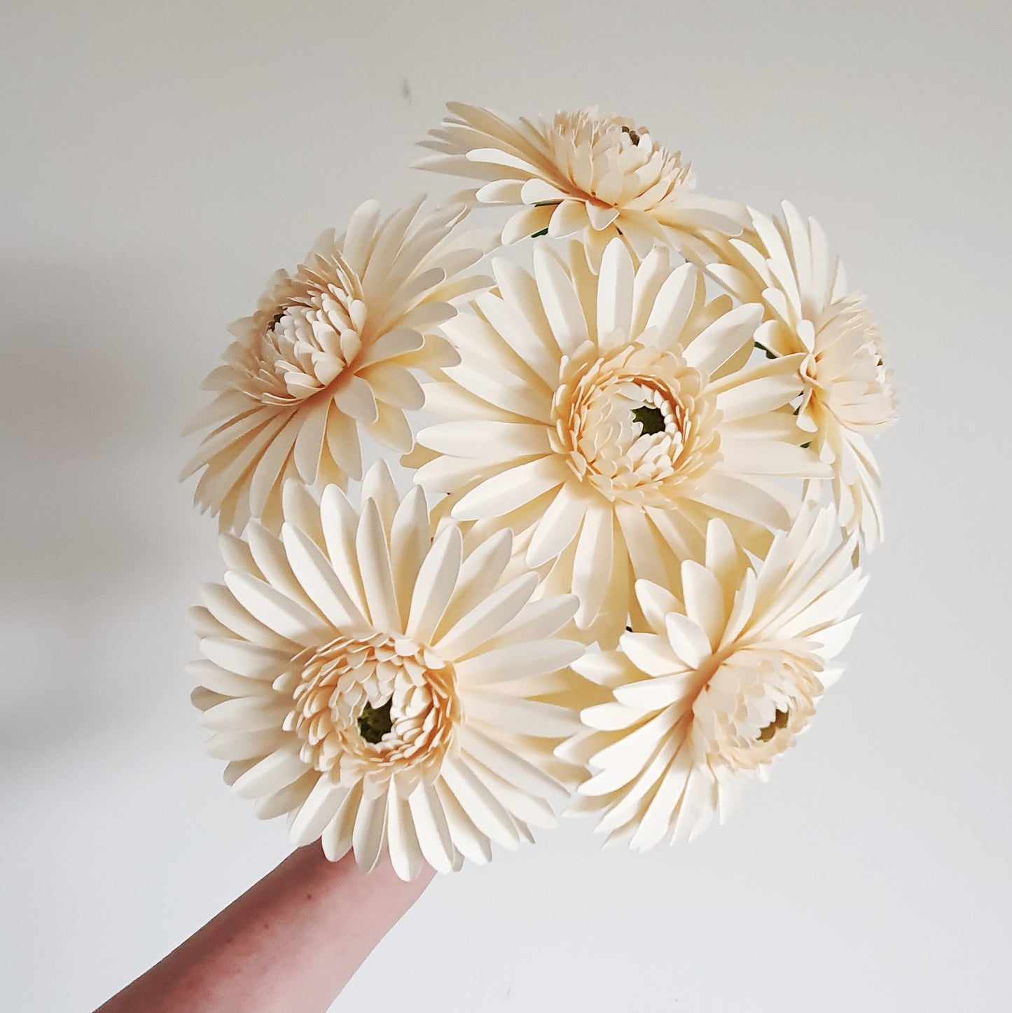 Cream Paper Gerbera Daisies