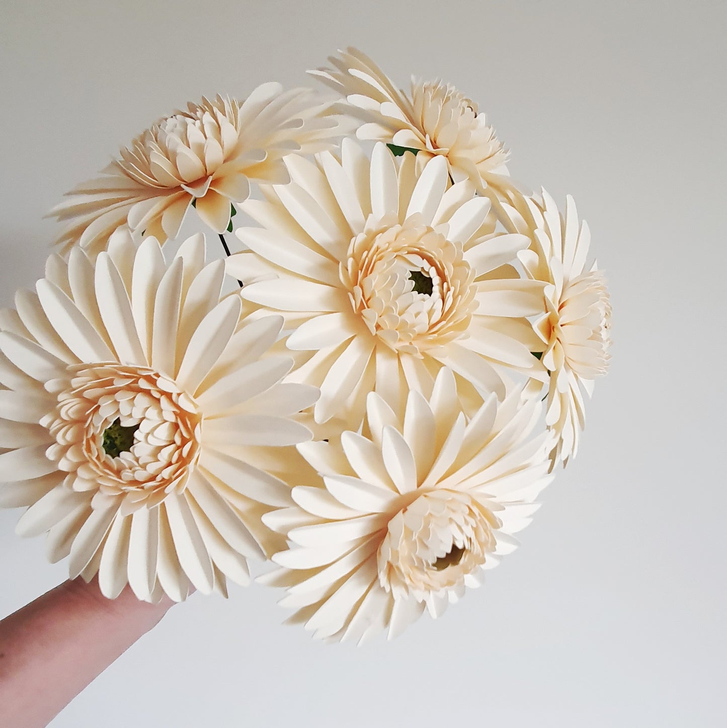 Cream Paper Gerbera Daisies