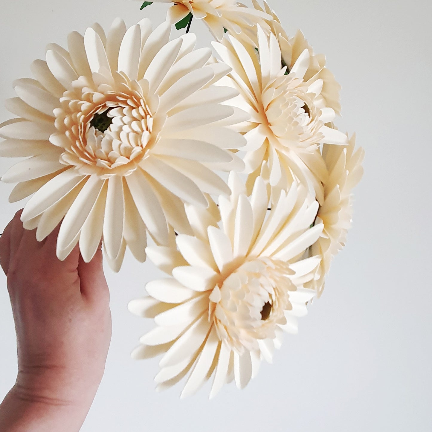 Cream Paper Gerbera Daisies