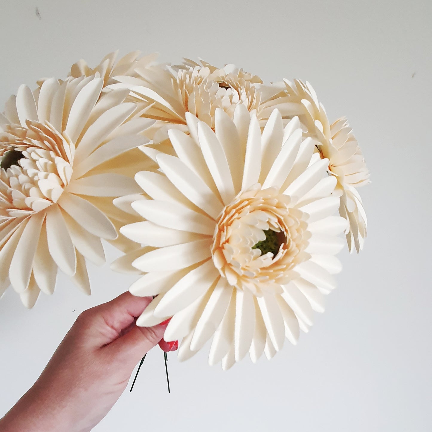 Cream Paper Gerbera Daisies